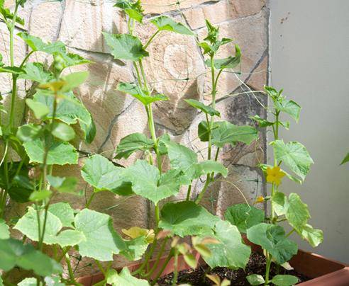 Как вырастить огурцы на балконе от семян до уборки урожая? с фото