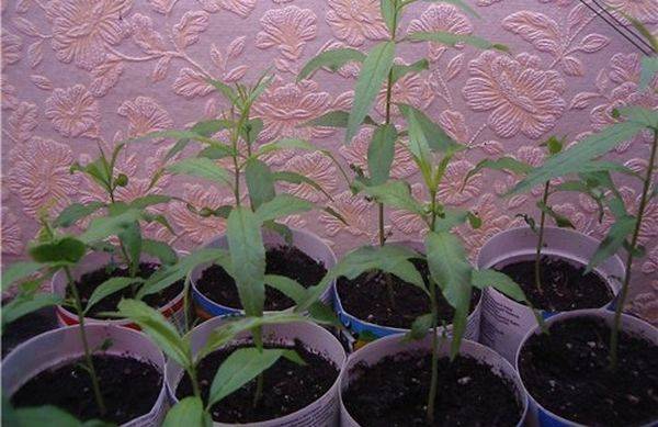 Как правильно посадить и вырастить персик из косточки с фото