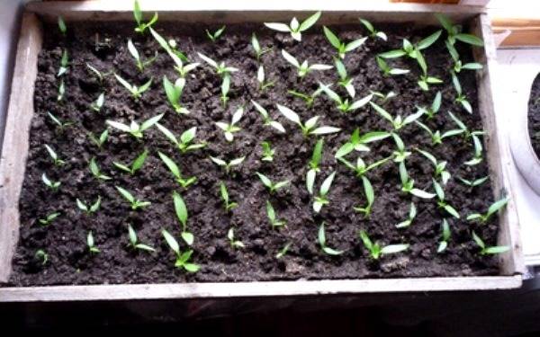 Выращиваем рассаду перца в домашних условиях с фото