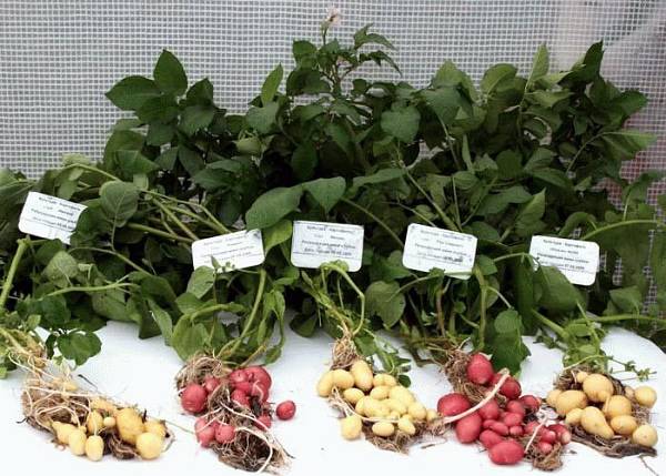Технология выращивания картофеля семенами с фото