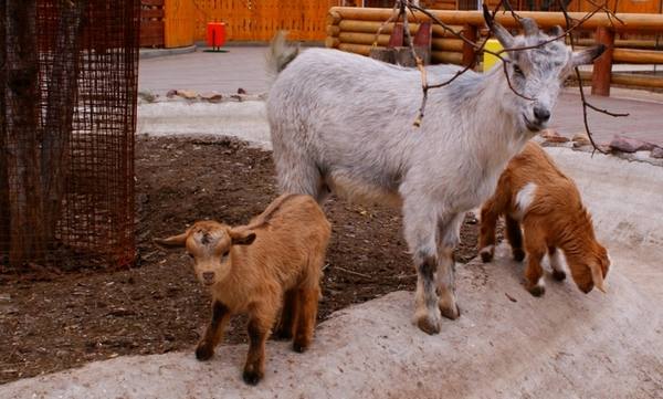 Камерунская порода коз: подробная характеристика и особенности содержания - фото