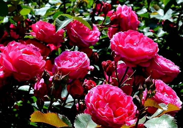 Канадские розы: описание сорта с фото