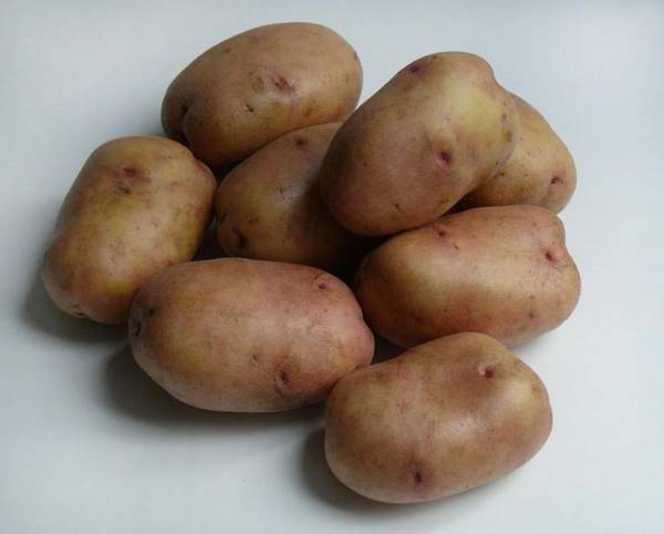 Засухоустойчивый и высокоурожайный картофель Беллароза с фото