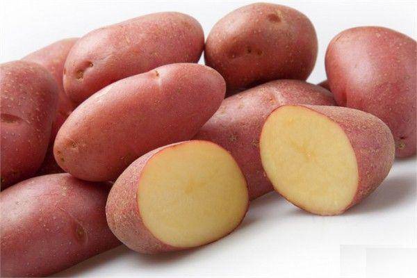 Лучший голландский сорт картофеля Ред Скарлет - фото