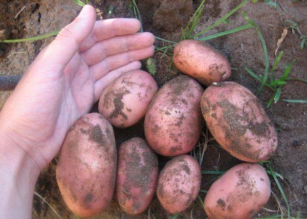 Характеристика и выращивание сорта картофеля Розара с фото