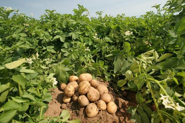 Характеристика высокоурожайного сорта картофеля Удача - фото