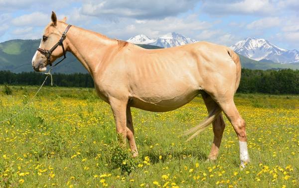 Каурая лошадь: особенности редкой масти и её разновидности - фото