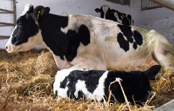 Кетоз у коров — угроза здоровью домашнего скота и молочной продуктивности - фото