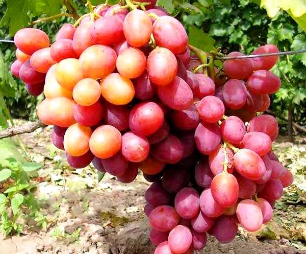 Описание и достоинства винограда Анюта - фото