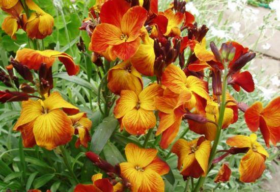 Хейрантус: особенности цветка и его выращивание с фото