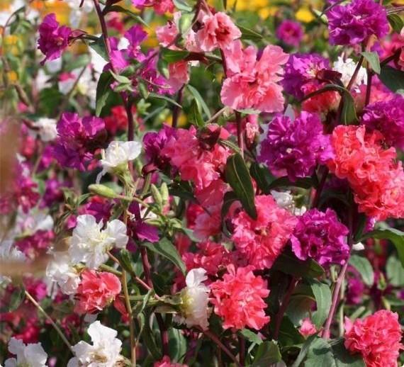 Выращивание кларкии в саду: нарядный и непритязательный летний цветок с фото