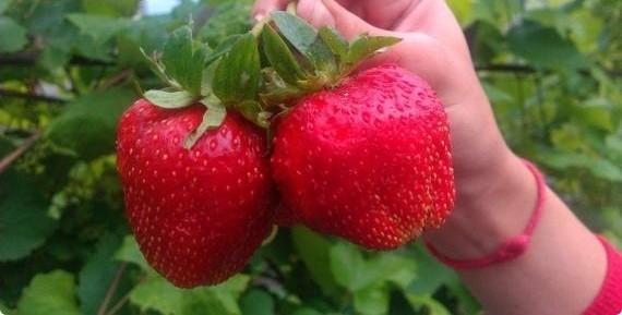 «Гигантелла» - клубника, которая славится особо крупной ягодой - фото