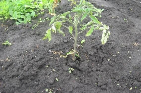 Когда и как высаживать рассаду помидоров в открытый грунт с фото