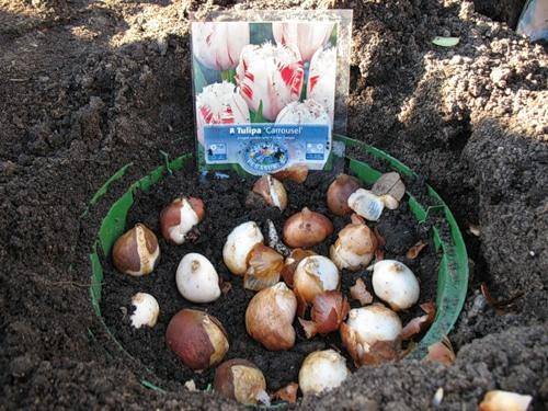 Когда и как высаживать тюльпаны: основные правила и ошибки - фото