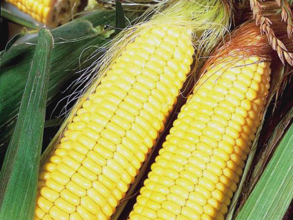 Когда созревает кукуруза и как узнать о ее спелости - фото