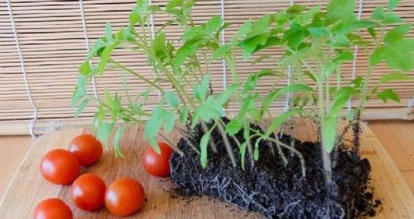 Сроки и правила высаживания рассады помидор в открытый грунт с фото