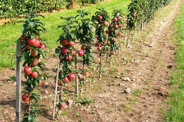 Описание и достоинства 6 лучших сортов колоновидной яблони с фото