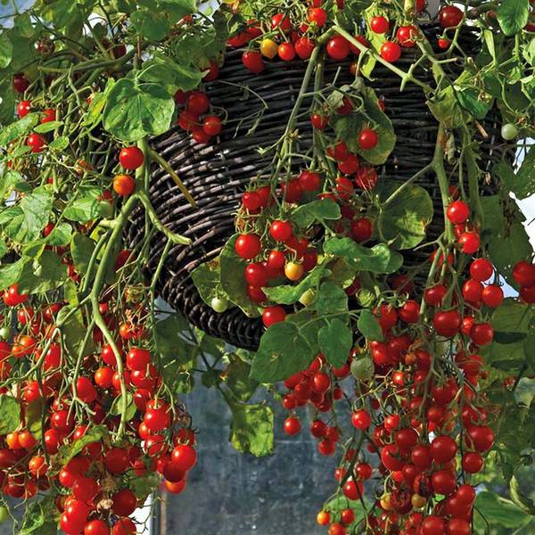 Выращиваем помидоры прямо на подоконнике или экологически чистые помидоры з ... - фото