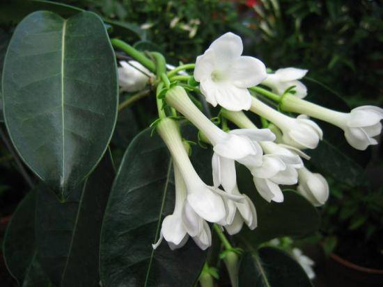 Комнатный цветок стефанотис: размножение и правила выращивания с фото