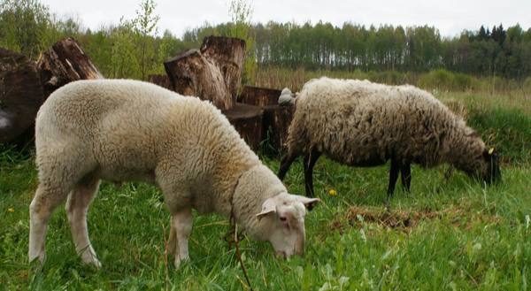 Кормление овец: обзор видов кормов и особенности режима питания животных - фото