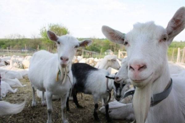 В козоводстве важно определить кормовую базу для коз с фото