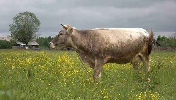 Костромская порода коров  высокая  продуктивность и крепкое здоровье с фото