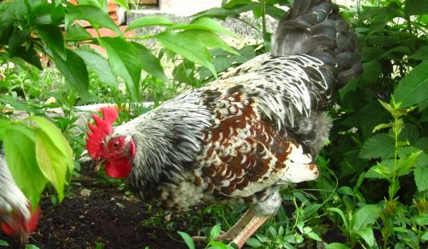 Курицы котляревской породы  описание, отзывы, где купить - фото