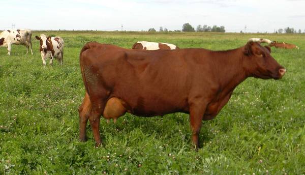 Красная степная порода коров: особенности содержания, экстерьер и выращивание с фото