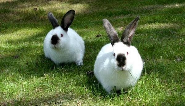 Калифорнийская порода кроликов: содержание, уход, особенности разведения - фото