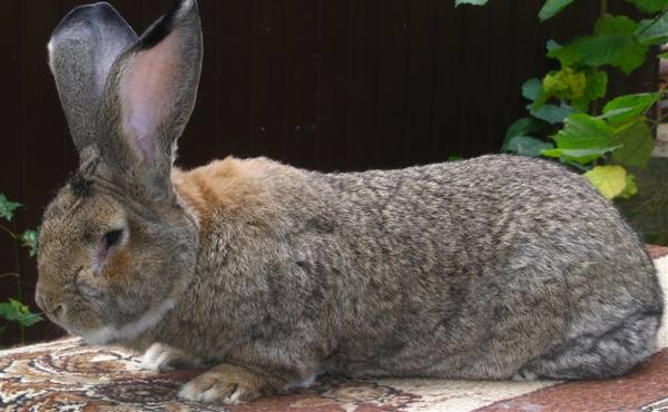 Кролик Обер - самая крупная порода в мире - фото
