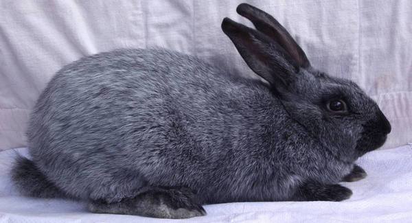 Кролик серебристый: описание породы, особенности разведения - фото