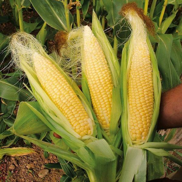 Кукуруза — полезные свойства овоща и какую опасность она может в себе нести ... - фото