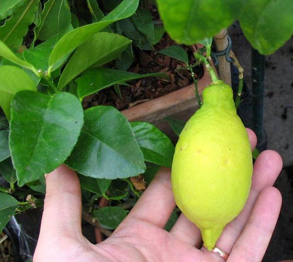 Лимон Лунарио - самый плодовитый и неприхотливый   - фото