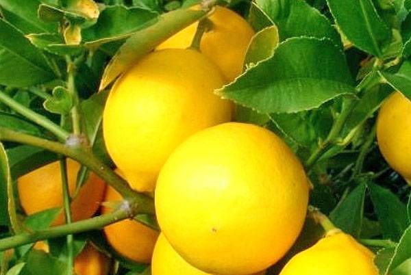 Учимся выращивать и ухаживать за лимоном дома - фото