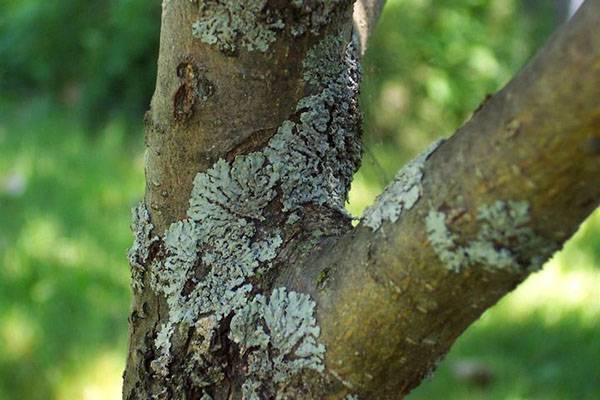 Способы борьбы с лишайниками на плодовых деревьях с фото