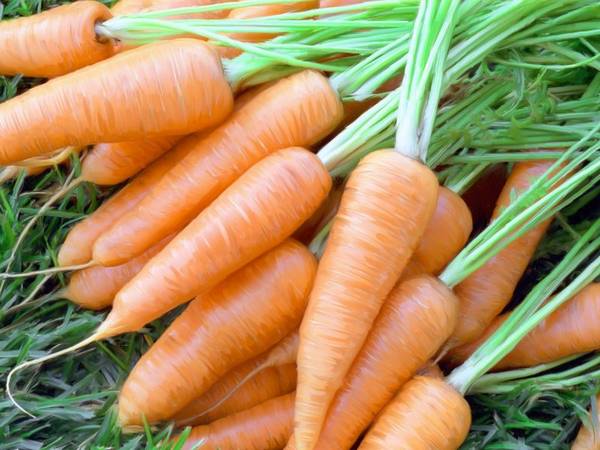 Какие сорта моркови лучшие для открытого грунта с фото