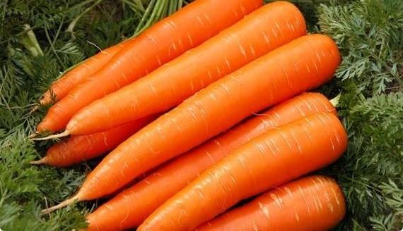 Классификация по срокам созревания и лучшие сорта моркови с учетом региона - фото