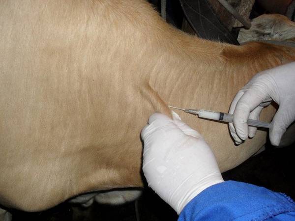 Как вылечить мастит у коров и другие не менее неприятные заболевания  совет ... - фото