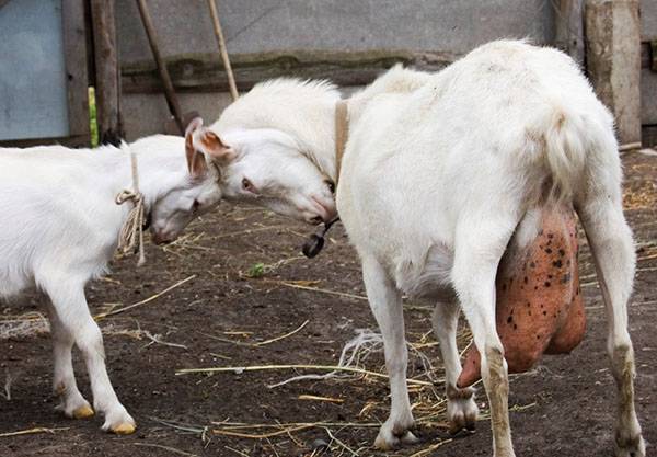 Лечение мастита у козы в домашних условиях - фото