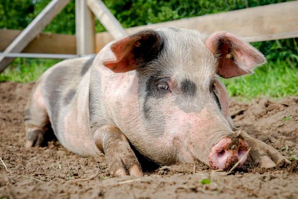 Миргородская сальная порода свиней: характеристика и особенности содержания с фото