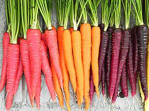 Многоцветная история моркови с фото