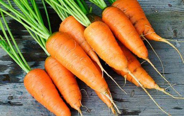 Характеристика высокоурожайного сорта моркови Каротель - фото
