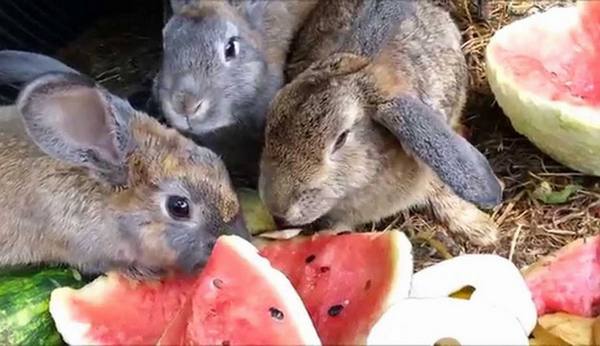 Можно ли давать кроликам арбузные корки: полезные качества продукта и правила кормления с фото