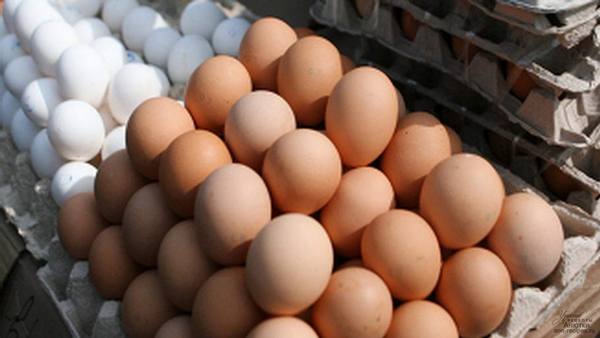 Можно ли мыть яйца перед закладкой в инкубатор: правила отбора и подготовки к инкубации с фото