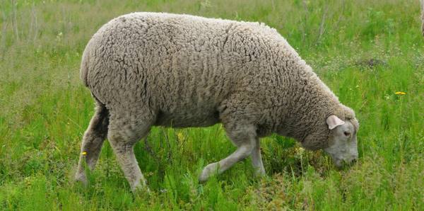Мясные породы баранов и овец: самые яркие представители пород мясного напра ... - фото