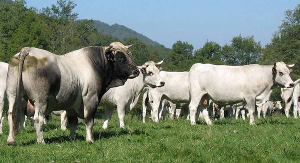 Мясные породы быков: обзор самых популярных и продуктивных видов - фото