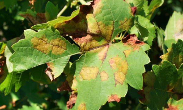 Что означают коричневые пятна на листьях винограда - фото