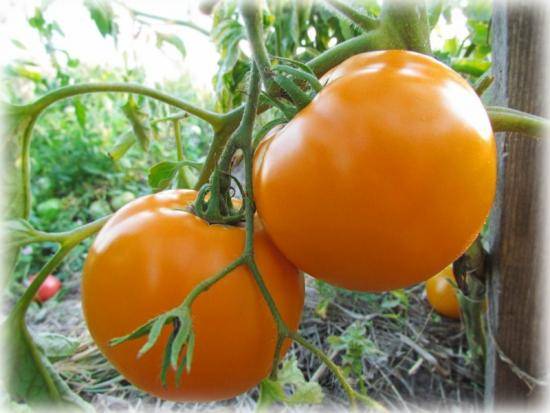 Необычайный томат Хурма - радость для всей семьи - фото