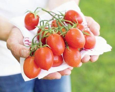 Несколько «нельзя» при выращивании томатов, удобрения для томатов - фото
