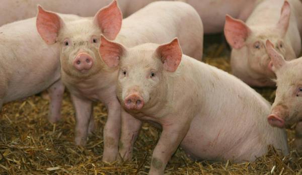 Незаразные болезни свиней: диагностика, лечение и профилактика - фото